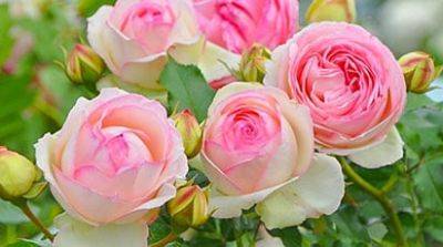 Что такое плетистые розы и как за ними ухаживать - gradinamax.com.ua
