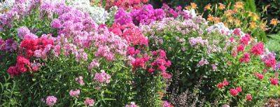 Флоксы в дизайне сада: потрясающие яркие цветы - gradinamax.com.ua