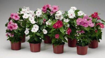 ТОП 8 комнатных растений, которые цветут летом - gradinamax.com.ua