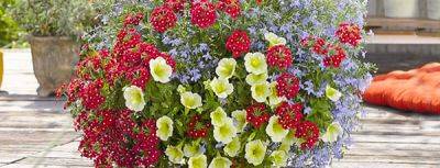 Весеннецветущие ампельные цветы для кашпо – преимущества и описание - gradinamax.com.ua