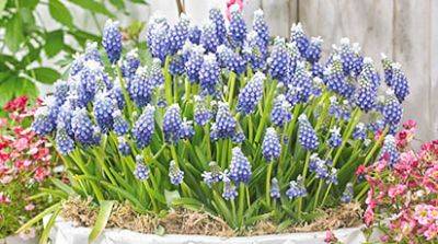 Сад как на картинке без забот: выбираем самые неприхотливые цветы - gradinamax.com.ua