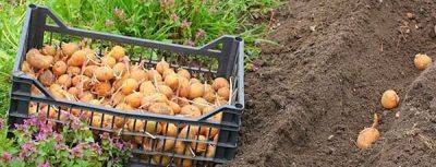 Урожайный картофель: правильная посадка и выращивание - gradinamax.com.ua