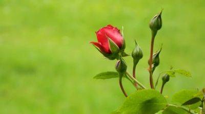 Как сажать розы весной: советы новичкам - gradinamax.com.ua