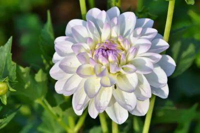 Анастасия Коврижных - Какие цветы можно посеять в апреле: будут цвести до холодов - belnovosti.by