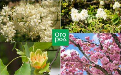 15 невероятно красивых деревьев и кустарников для весеннего сада - ogorod.ru