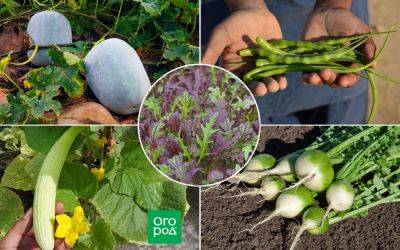 10 небанальных овощей для дачников-экспериментаторов - ogorod.ru - Китай