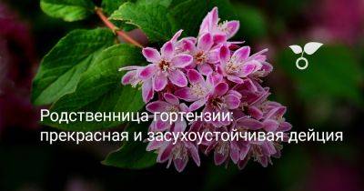 Родственница гортензии — прекрасная и засухоустойчивая дейция - botanichka.ru - Россия