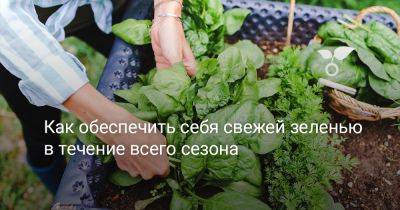 Как обеспечить себя свежей зеленью в течение всего сезона - botanichka.ru
