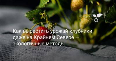 Как вырастить урожай клубники даже на Крайнем Севере — экологичные методы - botanichka.ru