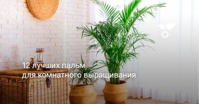 12 лучших пальм для комнатного выращивания - botanichka.ru - Китай - Япония - Тайвань