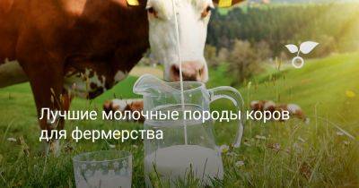 Лучшие молочные породы коров для фермерства - botanichka.ru - Сша - Канада