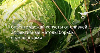 Спасите урожай капусты от слизней — эффективные методы борьбы с моллюсками - botanichka.ru
