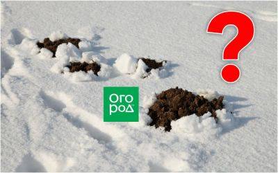 Кто изрыл всю почву под снегом: различаем следы и устраняем вредителей
