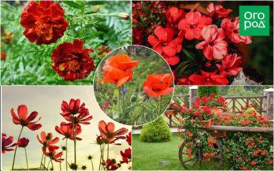 Насыщенно-красный цветник: схемы, растения, уход - ogorod.ru