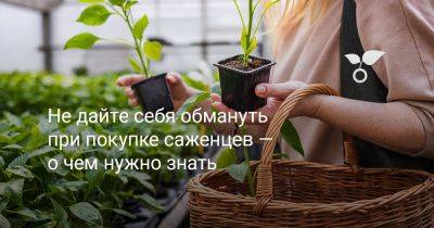 Не дайте себя обмануть при покупке саженцев — о чём нужно знать - botanichka.ru