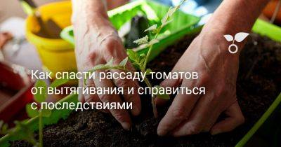 Как спасти рассаду томатов от вытягивания и справиться с последствиями - botanichka.ru