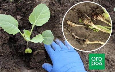 Как защитить капусту от килы – 3 главных правила