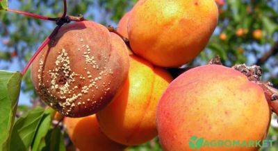 Как защитить абрикос от монилиоза - agro-market.net - Украина