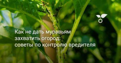 Как не дать муравьям захватить огород: советы по контролю вредителя - botanichka.ru