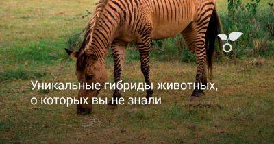 Уникальные гибриды животных, о которых вы не знали - botanichka.ru