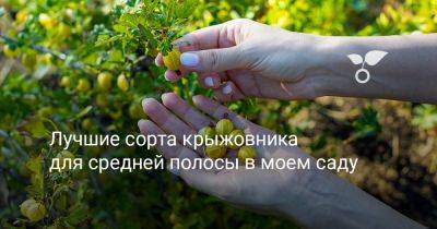 Лучшие сорта крыжовника для средней полосы в моем саду - botanichka.ru - Россия