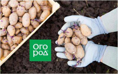 Что делать, если семенная картошка испортилась - ogorod.ru