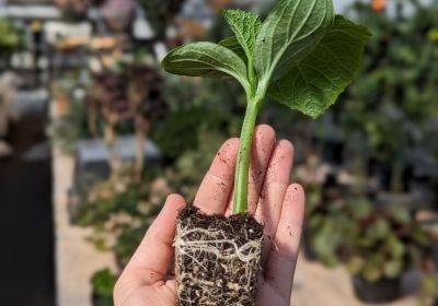 Выращиваем сильную рассаду огурцов – перевалка рассады и чем подкормить для усиления роста - organic-mix.ru