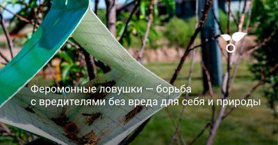 Феромонные ловушки — борьба с вредителями без вреда для себя и природы - botanichka.ru - республика Коми
