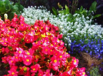 Марин Михалап - Анастасия Коврижных - Какие неприхотливые цветы можно посадить в саду: 3 лучших варианта - belnovosti.by