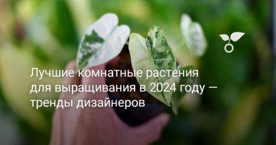 Лучшие комнатные растения для выращивания в 2024 году — тренды дизайнеров - botanichka.ru