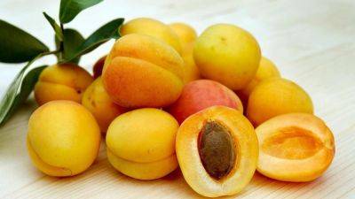 Как вырастить абрикос из косточки и как ухаживать за растением - nur.kz