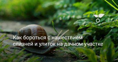 Как бороться с нашествием слизней и улиток на дачном участке - botanichka.ru