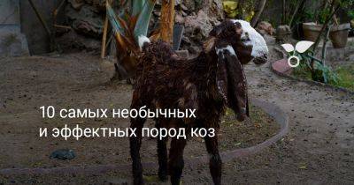 10 самых необычных и эффектных пород коз - botanichka.ru - Турция