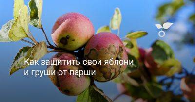 Как защитить свои яблони и груши от парши - botanichka.ru