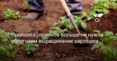 Прополка сорняков больше не нужна — облегчаем выращивание картошки - botanichka.ru