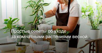 Простые советы об уходе за комнатными растениями весной - botanichka.ru