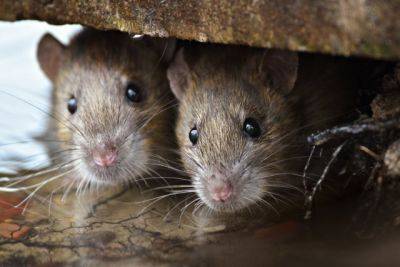Запах каких растений поможет отпугнуть мышей? - aif.ru