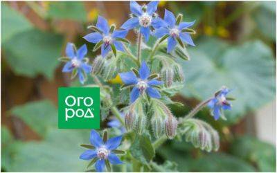 Как вырастить на даче съедобную огуречную траву, или бораго - ogorod.ru