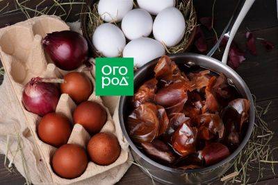 Как правильно и красиво покрасить яйца в луковой шелухе - ogorod.ru