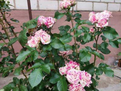 Анастасия Коврижных - Топ-10 роз, которые из года в год цветут лучше всех: самые яркие сорта – им и уход практически не нужен - belnovosti.by