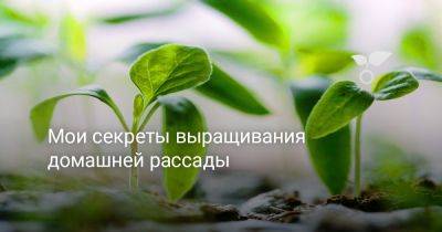 Мои секреты выращивания домашней рассады - botanichka.ru