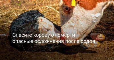 Спасите корову от смерти — опасные осложнения после родов - botanichka.ru