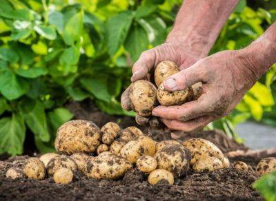 Руководство по выбору картофелекопалки для трактора: основные критерии - sveklon.ru