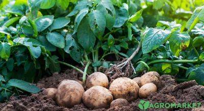 Что посадить рядом с картофелем: лучшие соседи и компаньоны для успешного выращивания - agro-market.net
