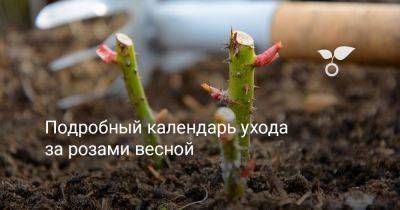 Подробный календарь ухода за розами весной - botanichka.ru - Московская обл.