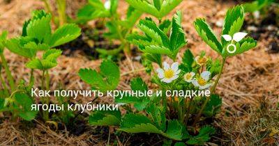 Как получить крупные и сладкие ягоды клубники - botanichka.ru