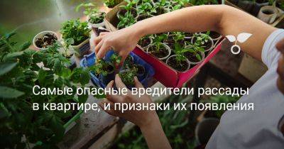 Самые опасные вредители рассады в квартире, и признаки их появления - botanichka.ru