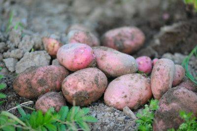 Как правильно хранить картофель накануне высадки? - aif.ru