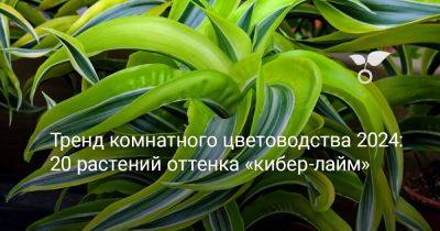 Тренд комнатного цветоводства 2024: 20 растений оттенка «кибер-лайм» - botanichka.ru