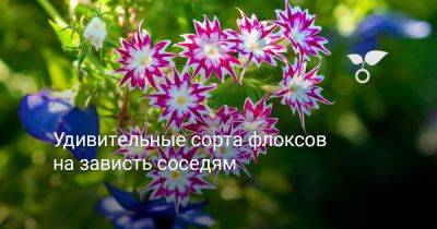 Удивительные сорта флоксов на зависть соседям - botanichka.ru